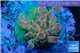 Acropora pink sunrise Indonesia 2-3 cm WYSIWYG acclimaté
