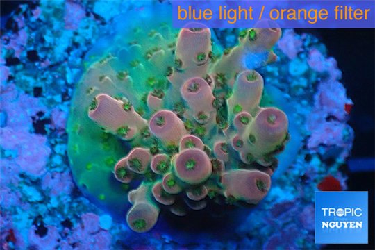 Acropora pink sunrise Indonesia 2-3 cm WYSIWYG acclimaté