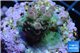 Acropora pink sunrise Indonesia 2-3 cm WYSIWYG acclimaté