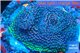 Acropora pink & green base rock 4-6 cm WYSIWYG acclimaté