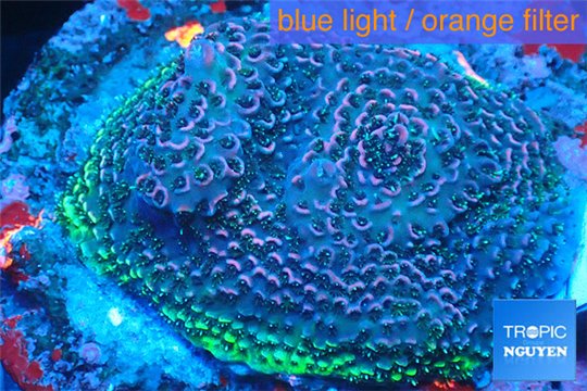 Acropora pink & green base rock 4-6 cm WYSIWYG acclimaté