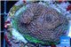 Acropora pink & green base rock 4-6 cm WYSIWYG acclimaté