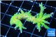 Seriatopora green gold 2-4 cm WYSIWYG acclimaté