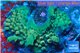 Acropora green & blue tip base rock 4-6 cm WYSIWYG acclimaté