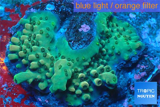 Acropora green & blue tip base rock 4-6 cm WYSIWYG acclimaté