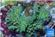 Acropora green & blue tip base rock 4-6 cm WYSIWYG acclimaté