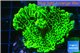 Montipora green & purple polyps 3-4 cm WYSIWYG acclimaté