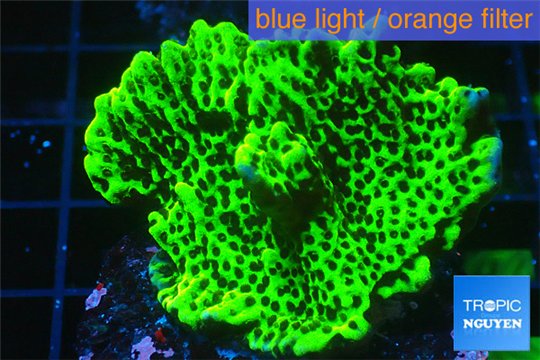 Montipora green & purple polyps 3-4 cm WYSIWYG acclimaté