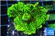 Montipora green & purple polyps 3-4 cm WYSIWYG acclimaté