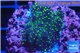 Acropora nana Fijii 2-3 cm WYSIWYG acclimaté