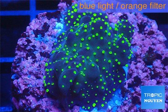 Acropora nana Fijii 2-3 cm WYSIWYG acclimaté