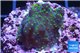Acropora nana Fijii 2-3 cm WYSIWYG acclimaté