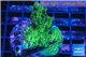 Acropora green purple Australia 3-4 cm WYSIWYG acclimaté