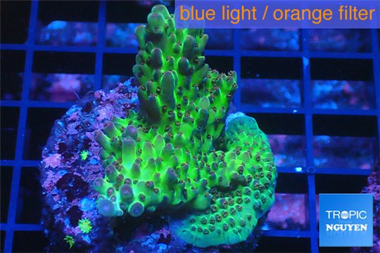 Acropora green purple Australia 3-4 cm WYSIWYG acclimaté