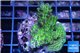 Acropora green purple Australia 3-4 cm WYSIWYG acclimaté