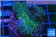 Acropora nana Fijii 2-4 cm WYSIWYG acclimaté