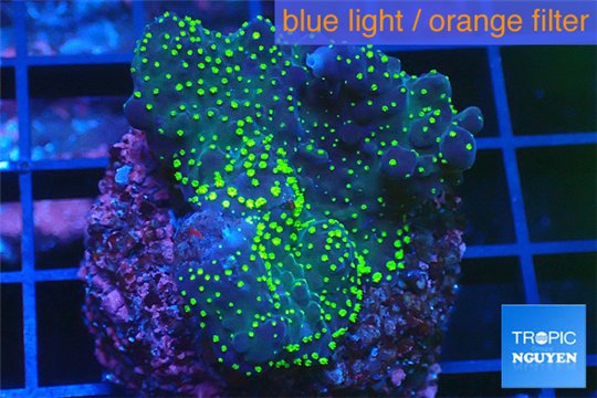 Acropora nana Fijii 2-4 cm WYSIWYG acclimaté