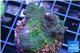 Acropora nana Fijii 2-4 cm WYSIWYG acclimaté