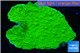 Montipora green cap 3-4 cm WYSIWYG acclimaté