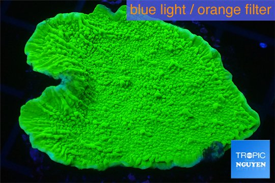 Montipora green cap 3-4 cm WYSIWYG acclimaté