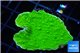 Montipora green cap 3-4 cm WYSIWYG acclimaté