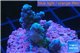 Acropora green blue 3-4 cm WYSIWYG acclimaté
