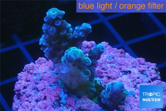 Acropora green blue 3-4 cm WYSIWYG acclimaté