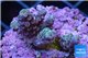 Acropora green blue 3-4 cm WYSIWYG acclimaté