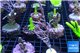 Gorgonia symbiotic 8-14 cm WYSIWYG acclimaté