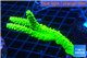 Acropora neon green 5-7 cm WYSIWYG acclimaté