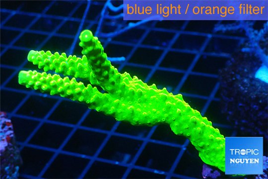 Acropora neon green 5-7 cm WYSIWYG acclimaté