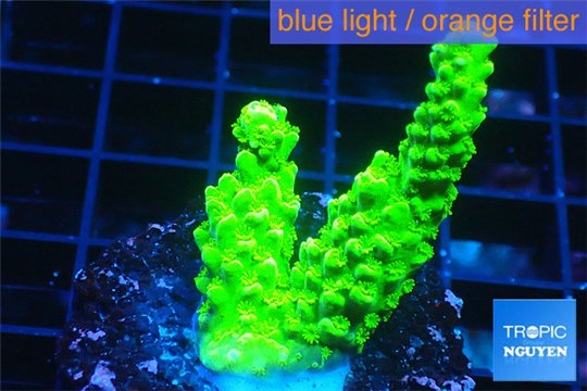 Acropora full neon green 2-3 cm WYSIWYG acclimaté