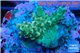 Acropora green purple Indonesia 2-3 cm WYSIWYG acclimaté