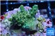 Acropora green purple Indonesia 2-3 cm WYSIWYG acclimaté