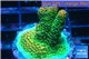 Acropora gold Indonesia 2-3 cm WYSIWYG acclimaté
