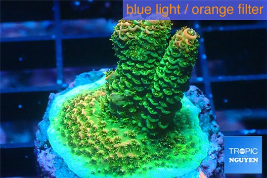 Acropora gold Indonesia 2-3 cm WYSIWYG acclimaté