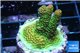 Acropora gold Indonesia 2-3 cm WYSIWYG acclimaté