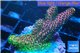 Acropora pink & green 2-3 cm WYSIWYG acclimaté