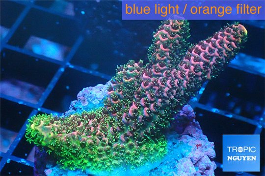 Acropora pink & green 2-3 cm WYSIWYG acclimaté