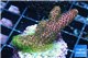 Acropora pink & green 2-3 cm WYSIWYG acclimaté