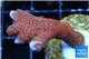 Montipore digitata red blue 3-5 cm WYSIWYG acclimaté