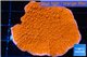 Montipora red cap 3-5 cm WYSIWYG acclimaté