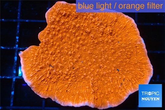 Montipora red cap 3-5 cm WYSIWYG acclimaté
