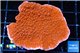Montipora red cap 3-5 cm WYSIWYG acclimaté