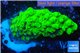 Acropora full neon green 2-3 cm WYSIWYG acclimaté