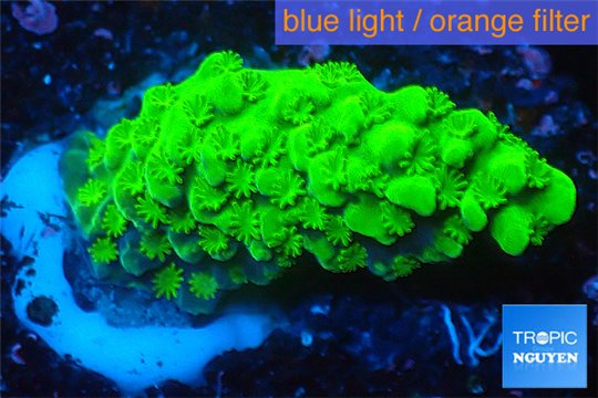 Acropora full neon green 2-3 cm WYSIWYG acclimaté