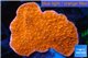 Montipora red cap 2-4 cm WYSIWYG acclimaté