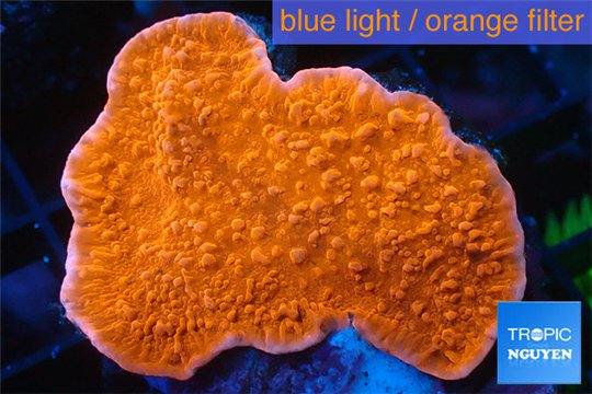 Montipora red cap 2-4 cm WYSIWYG acclimaté