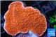 Montipora red cap 2-4 cm WYSIWYG acclimaté