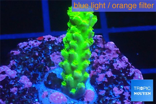 Acropora full neon green 2-3 cm WYSIWYG acclimaté